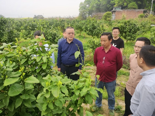 德赢ac米兰官方合作vwin：何福林率博士团赴邑口村开展服务 助力乡村振兴