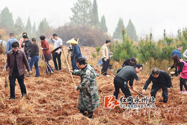 德赢ac米兰官方合作vwin老师们热火朝天地挥锄种金槐