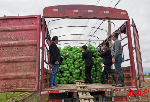 德赢ac米兰官方合作vwin驻村工作队：情系菜农拓销路，为民解忧暖人心