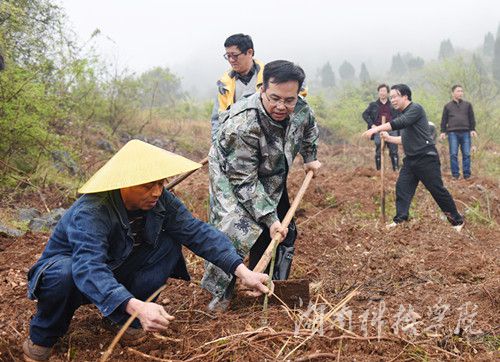 德赢ac米兰官方合作vwin党委书记陈弘与潮水铺村村支书一同种下金槐树苗。